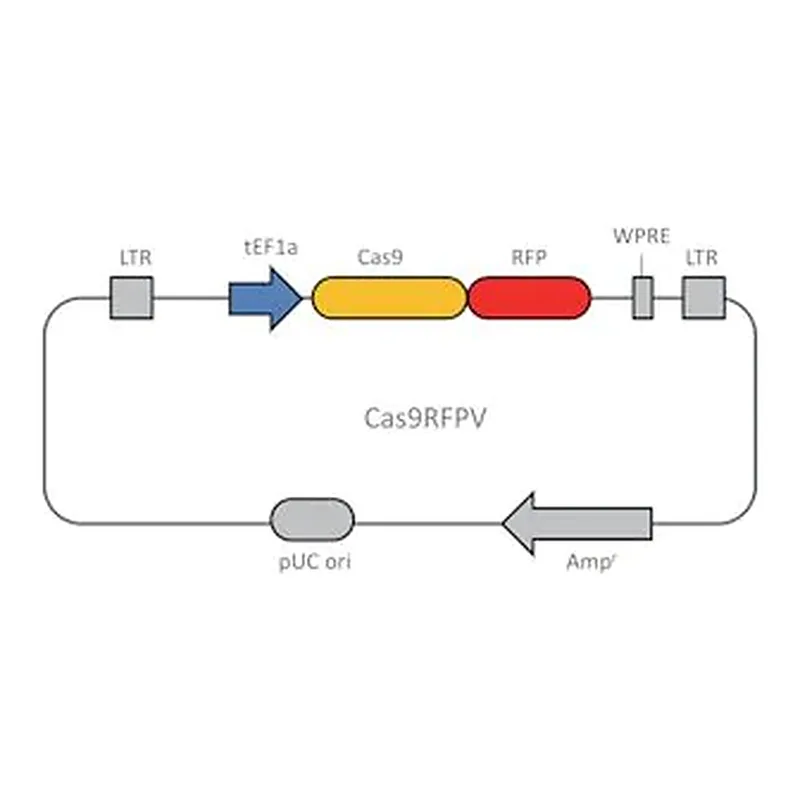 Merck Cas9-RFP Lenti Plasmid
