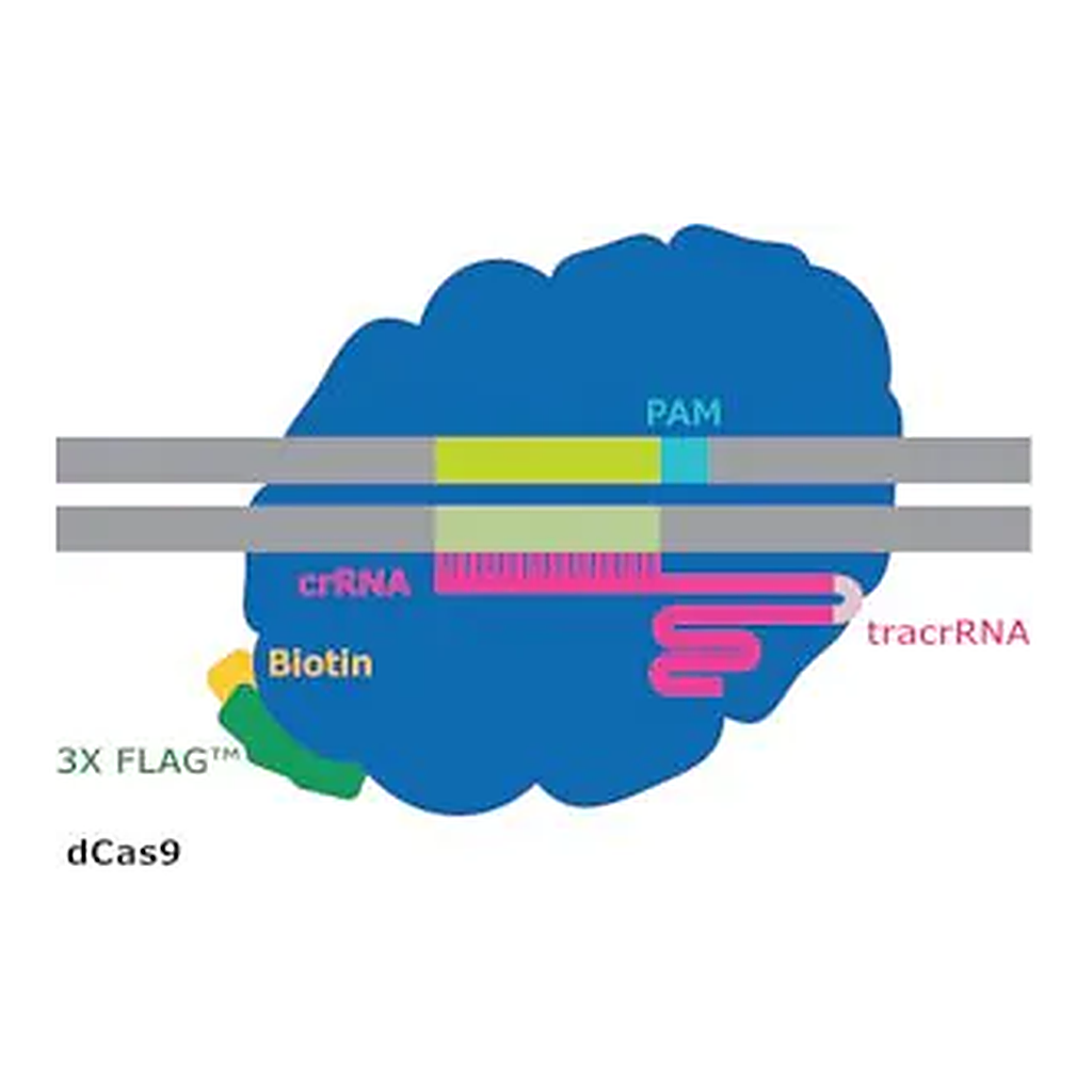 Merck dCas9-3XFLAG-Biotin Protein