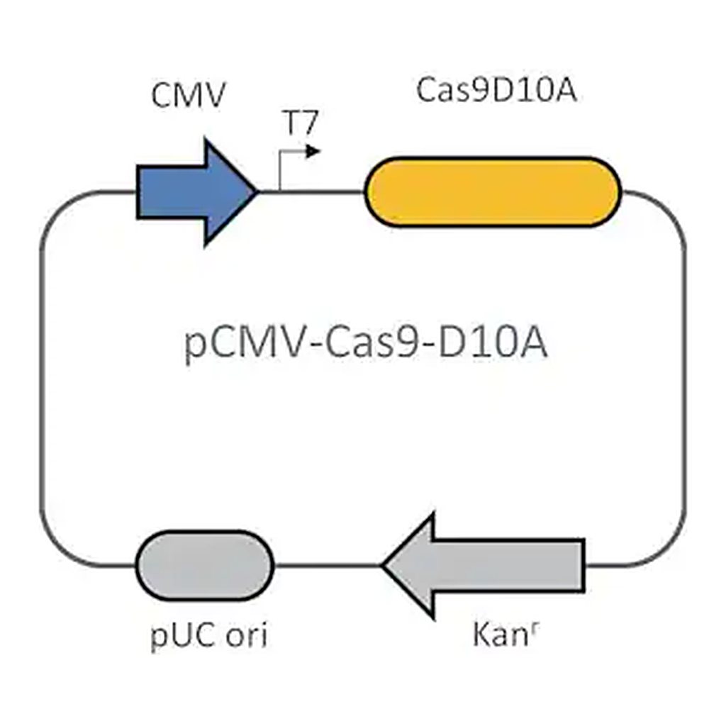 Merck CRISPR Cas9-D10A Nickase Plasmid