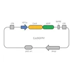 Merck Cas9-GFP Lenti Plasmid