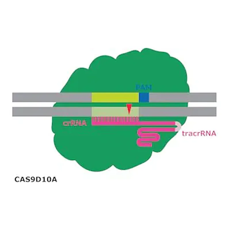 Merck Cas9-D10A Nickase Protein