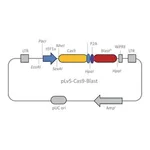 Merck CAS9 Blasticidin Lenti Plasmid