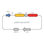 Merck CMV-CAS9-2A-RFP Plasmid