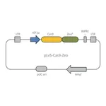 Merck Cas9 Zeo Lenti Plasmid