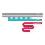 Merck SygRNA FnCas9 Synthetic tracrRNA