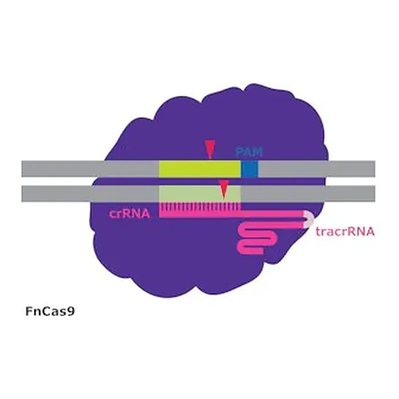Merck FnCas9 Protein