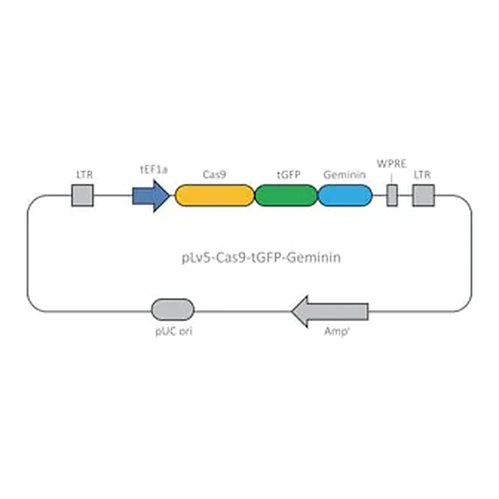 Merck Cas9 Geminin plasmid