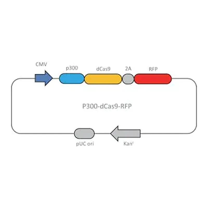 Merck CRISPR dCas9-p300 RFP Activator Expression Plasmid