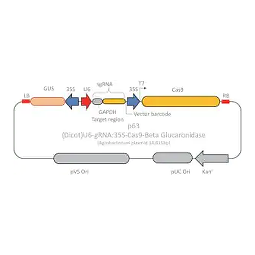 Merck CRISPR GUS GAPDH Reporter Control for Dicots
