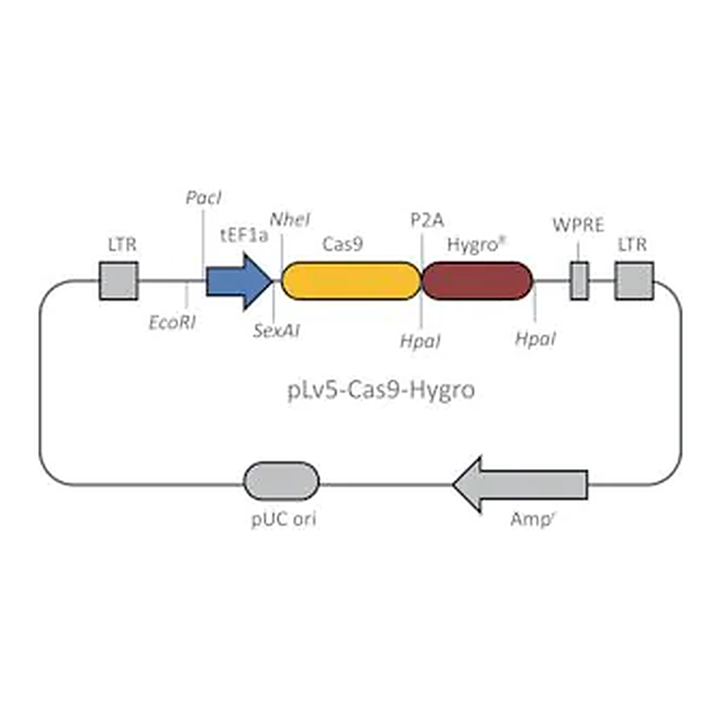Merck Cas9 Hygromycin Lenti Plasmid