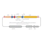 Merck CRISPR GUS GAPDH Reporter Control for Monocots