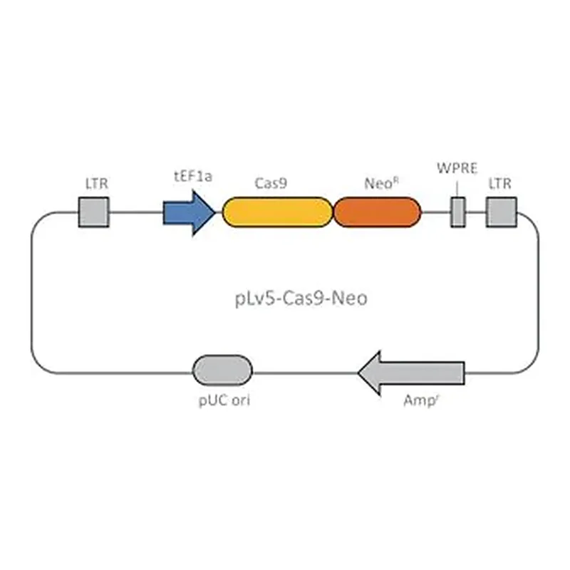 Merck Cas9 Neomycin Lenti Plasmid