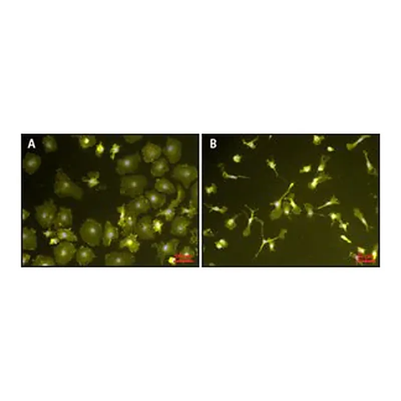 Merck Lipopolysaccharides from Escherichia coli O111:B4