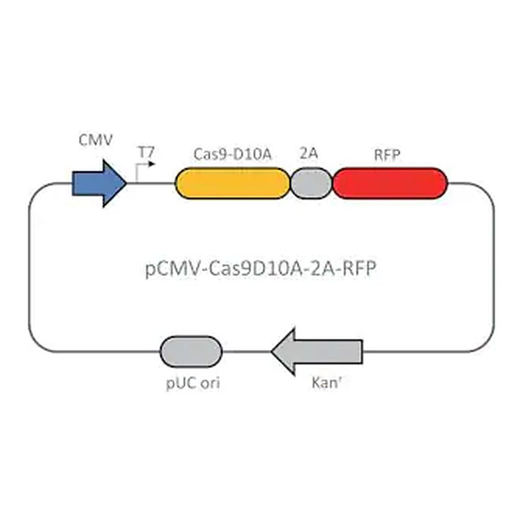 Merck CMV-CAS9D10A-2A-RFP Plasmid