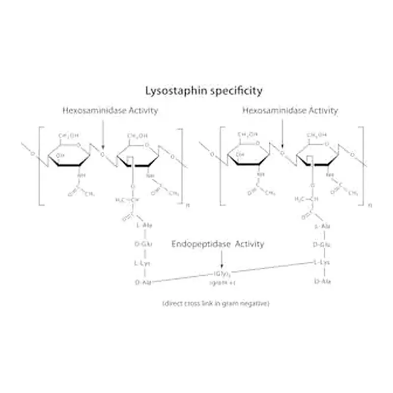 Merck Lysostaphin from Staphylococcus staphylolyticus