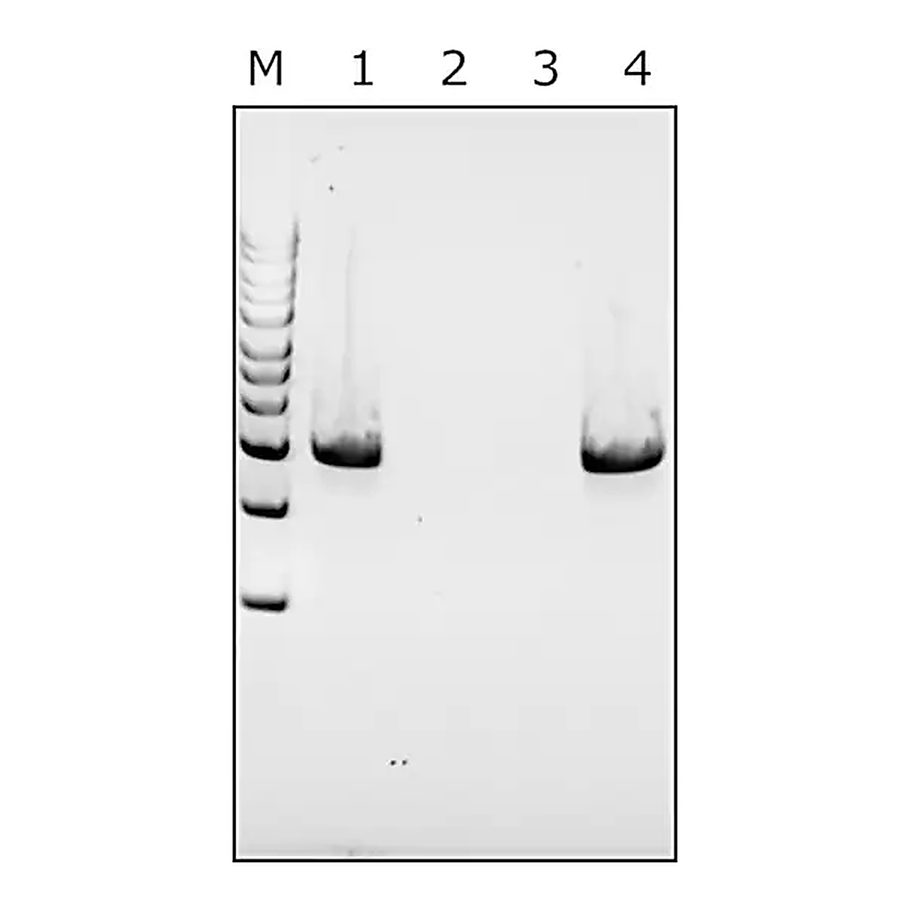 Merck Mutanolysin from Streptomyces globisporus ATCC 21553