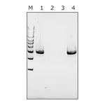 Merck Mutanolysin from Streptomyces globisporus ATCC 21553