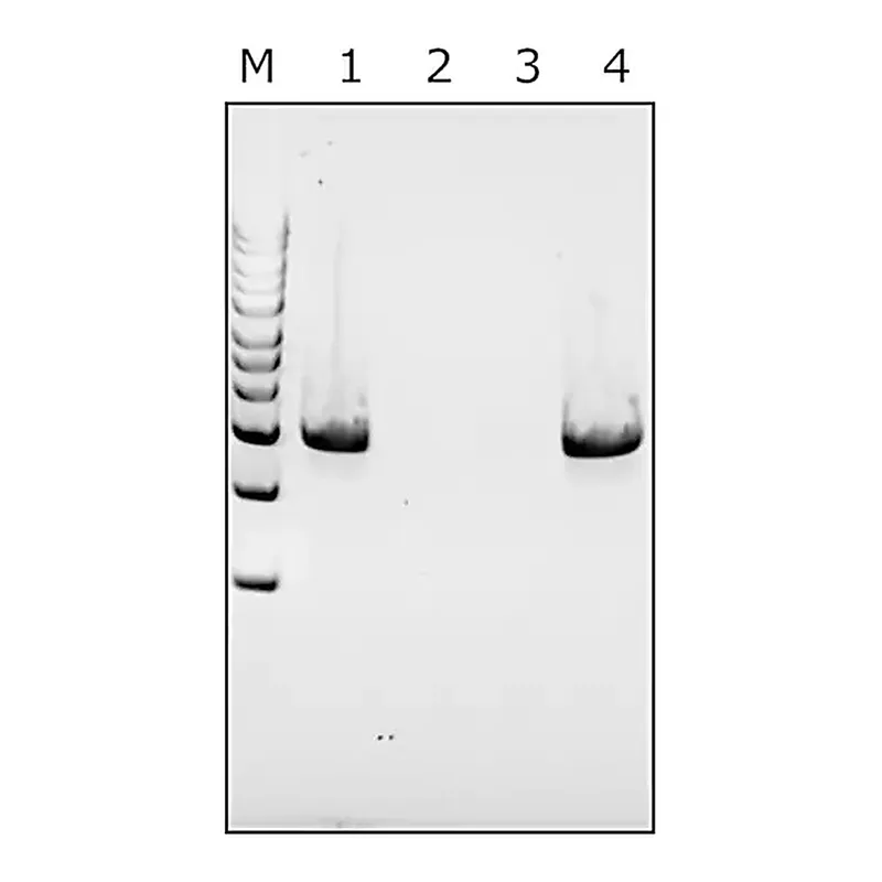 Merck Mutanolysin from Streptomyces globisporus ATCC 21553