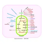 Merck TCA Cycle Metabolite Library