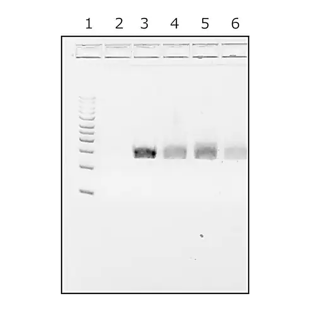 Merck Water,microbial DNA free