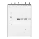 Merck Water,microbial DNA free