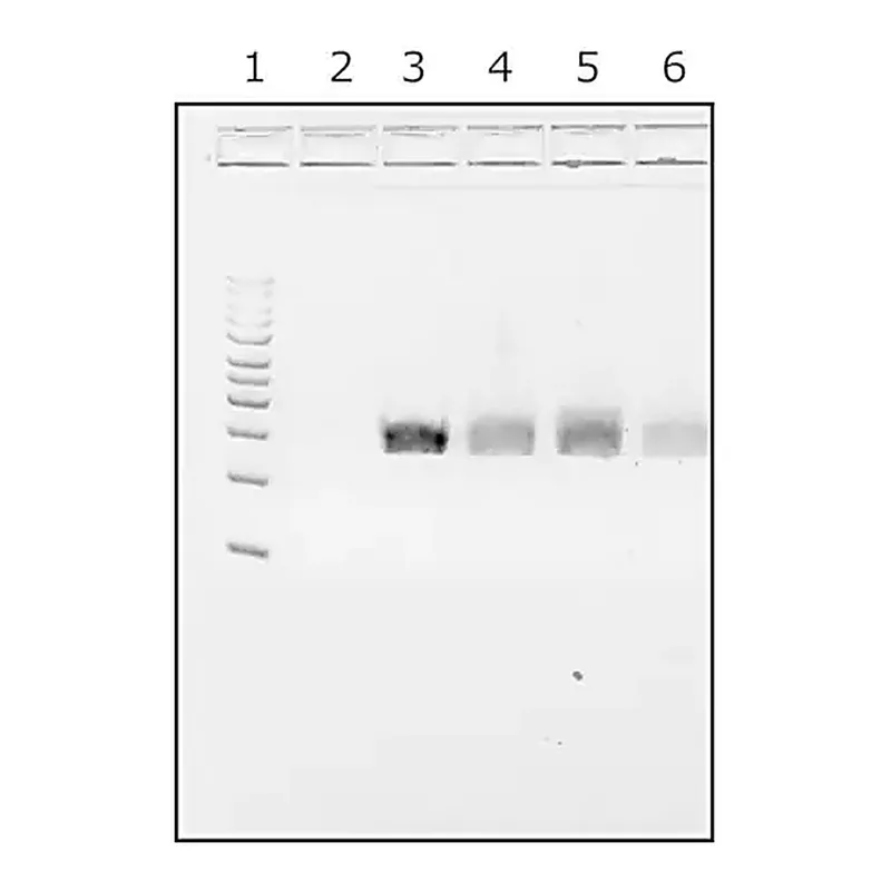 Merck Water,microbial DNA free