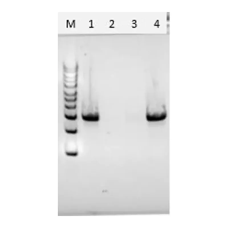 Merck Chitinase from Streptomyces griseus