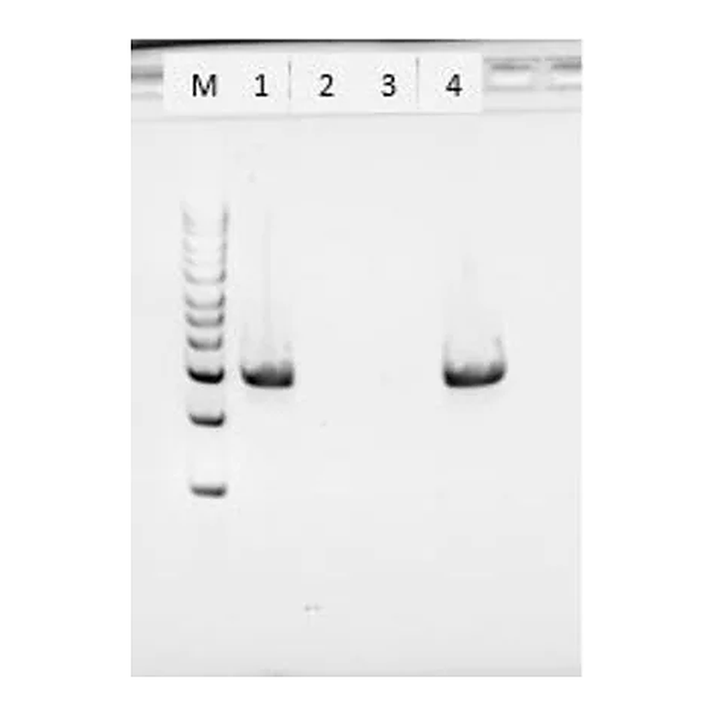 Merck Proteinase K from Tritirachium album