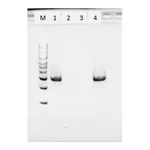 Merck Proteinase K from Tritirachium album