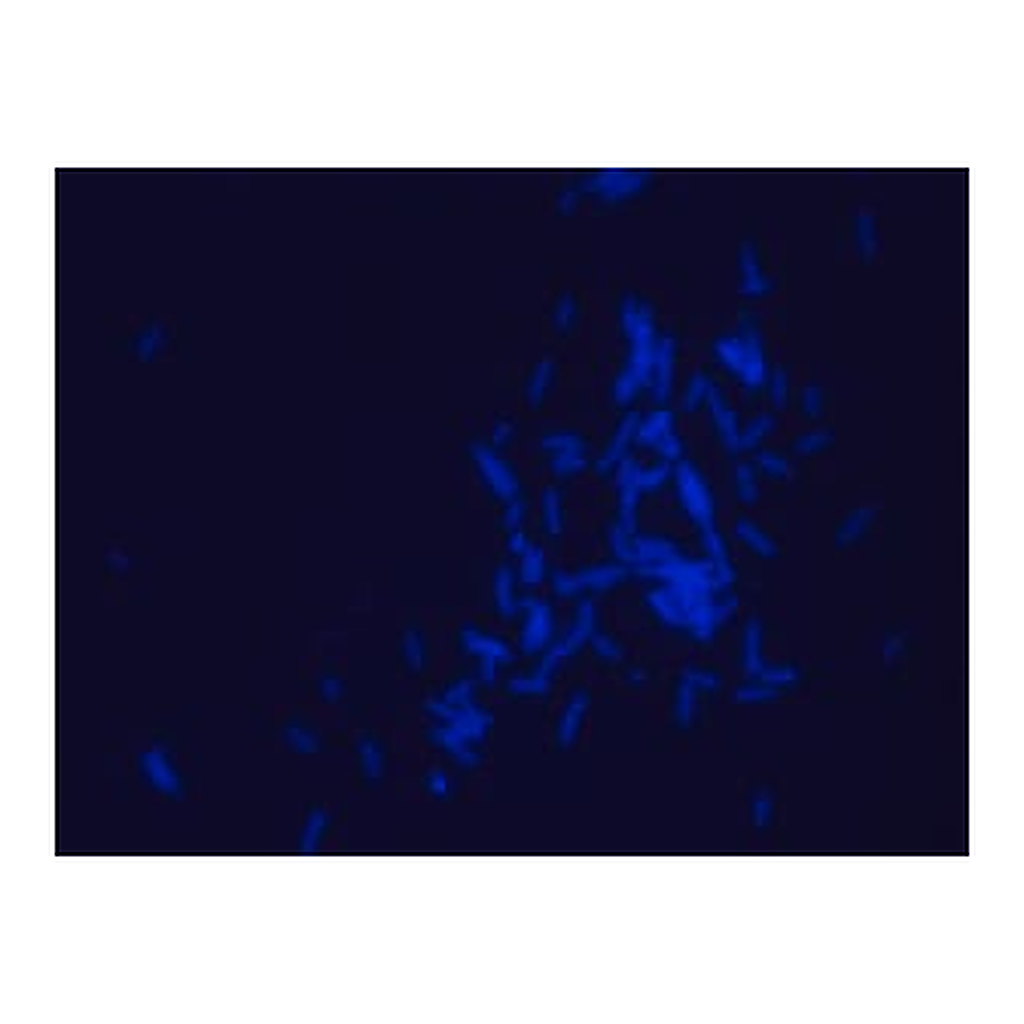 Merck Dansyl labeled polymyxin B Ready Made Solution