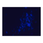 Merck Dansyl labeled polymyxin B Ready Made Solution