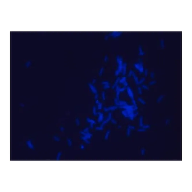 Merck Dansyl labeled polymyxin B Ready Made Solution