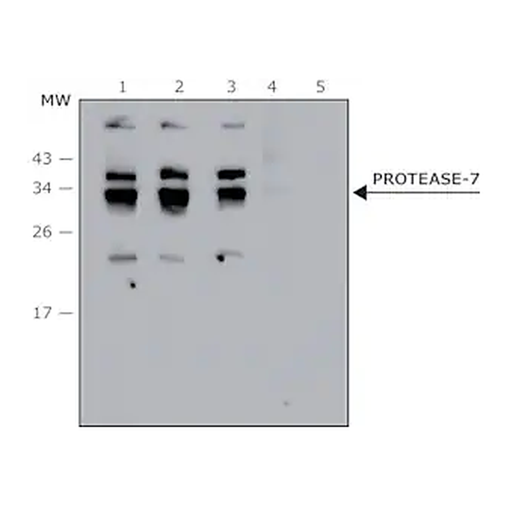Merck Anti- Protease-7 antibody produced in rabbit