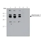 Merck Anti- Protease-7 antibody produced in rabbit