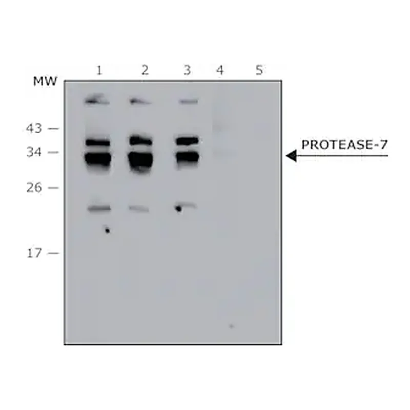 Merck Anti- Protease-7 antibody produced in rabbit