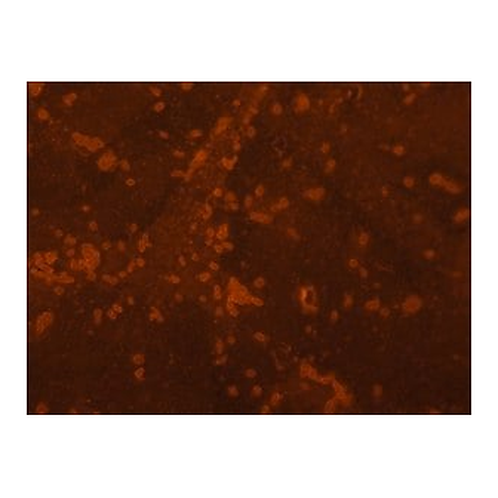 Merck Anti- Proteus mirabilis antibody produced in rabbit