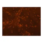Merck Anti- Proteus mirabilis antibody produced in rabbit