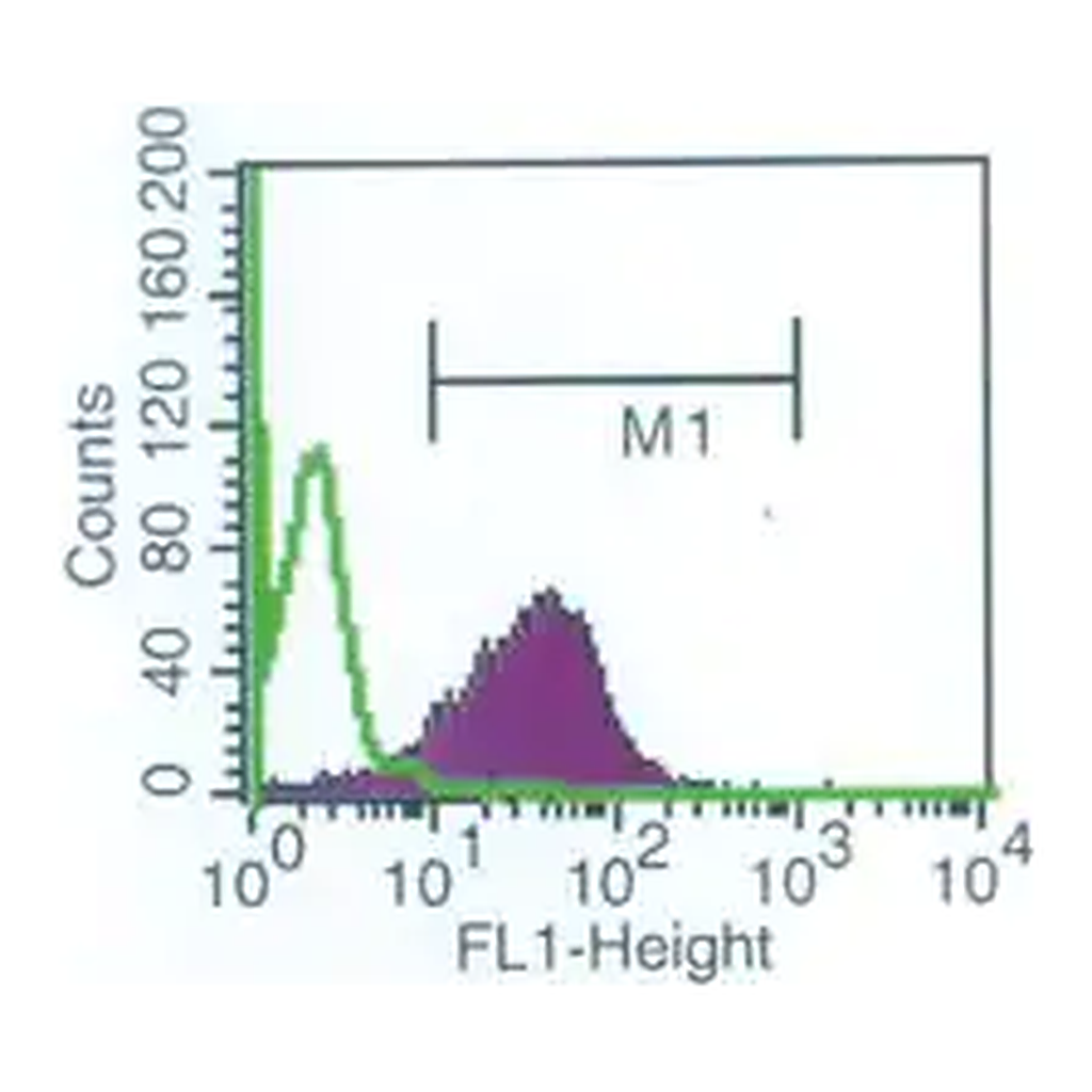 Merck Anti-Shiga Toxin 1, B Subunit-FITC antibody, Mouse monoclonal
