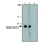 Merck Anti-Shiga Toxin 1, B Subunit (STxB) antibody, Mouse monoclonal