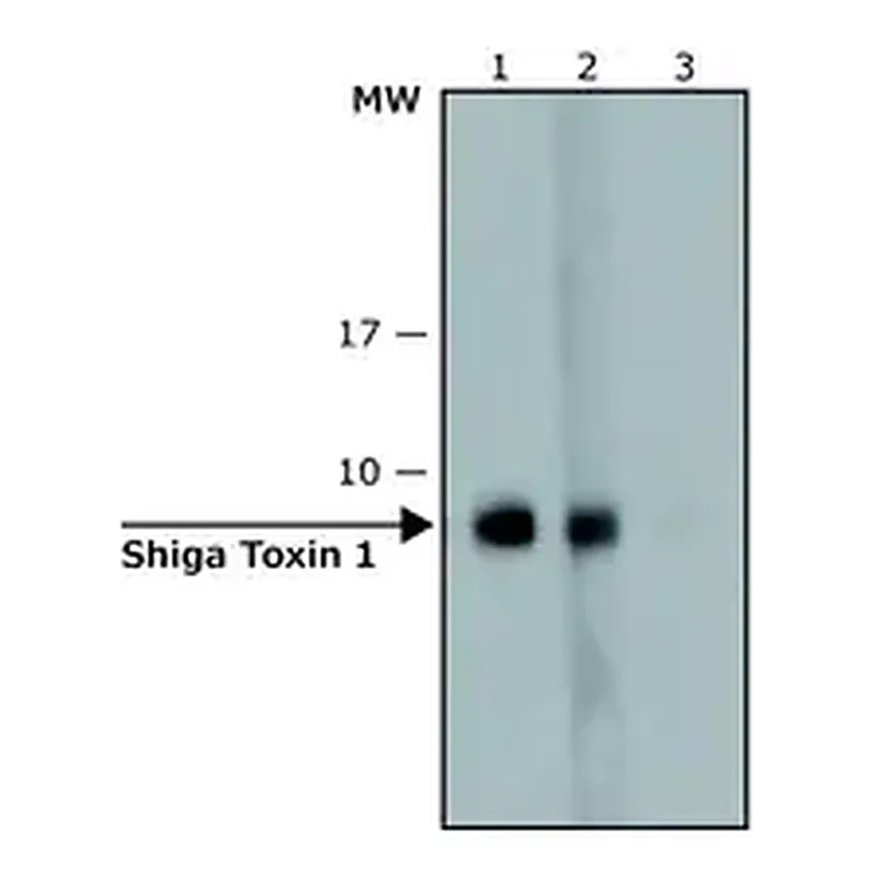 Merck Anti-Shiga Toxin 1, B Subunit (STxB) antibody, Mouse monoclonal