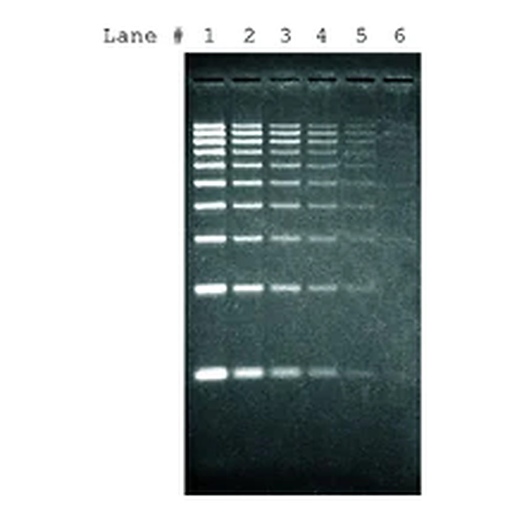 Merck SYBR Green I nucleic acid gel stain