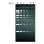 Merck SYBR Green I nucleic acid gel stain