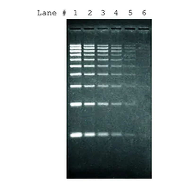 Merck SYBR Green I nucleic acid gel stain