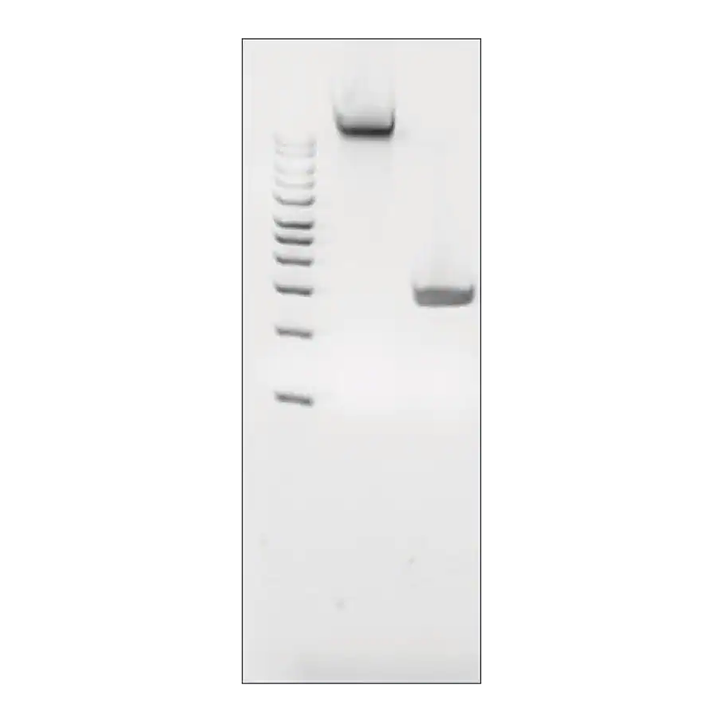 Merck Microbial DNA standard from Porphyromonas gingivalis