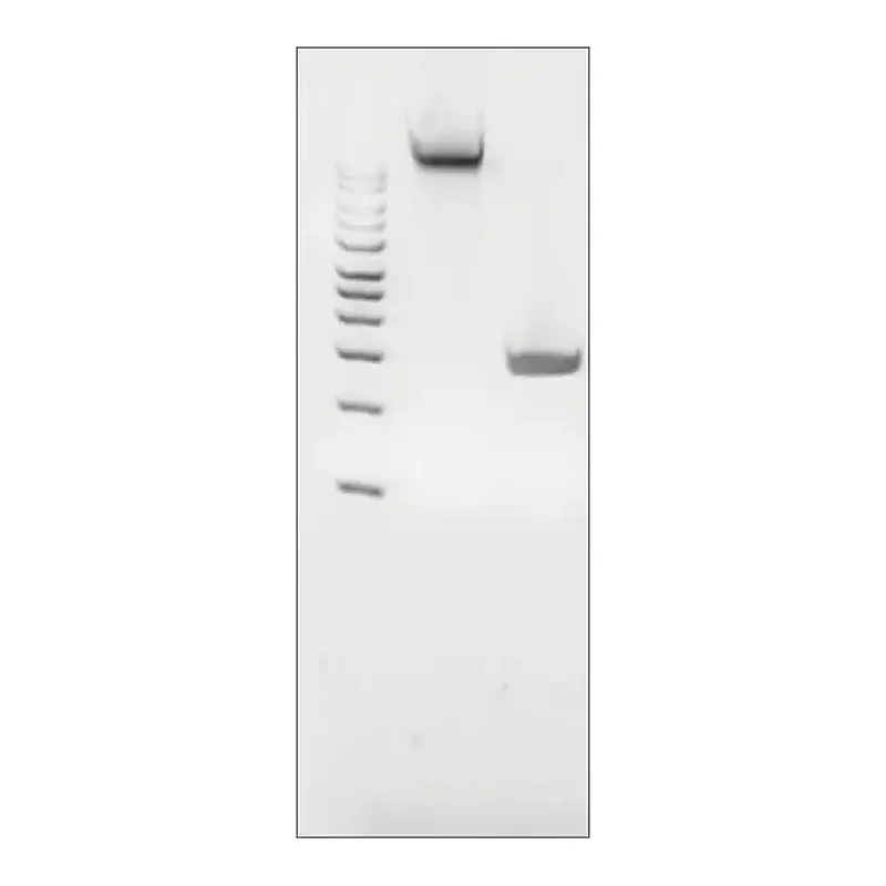 Merck Microbial DNA standard from Porphyromonas gingivalis