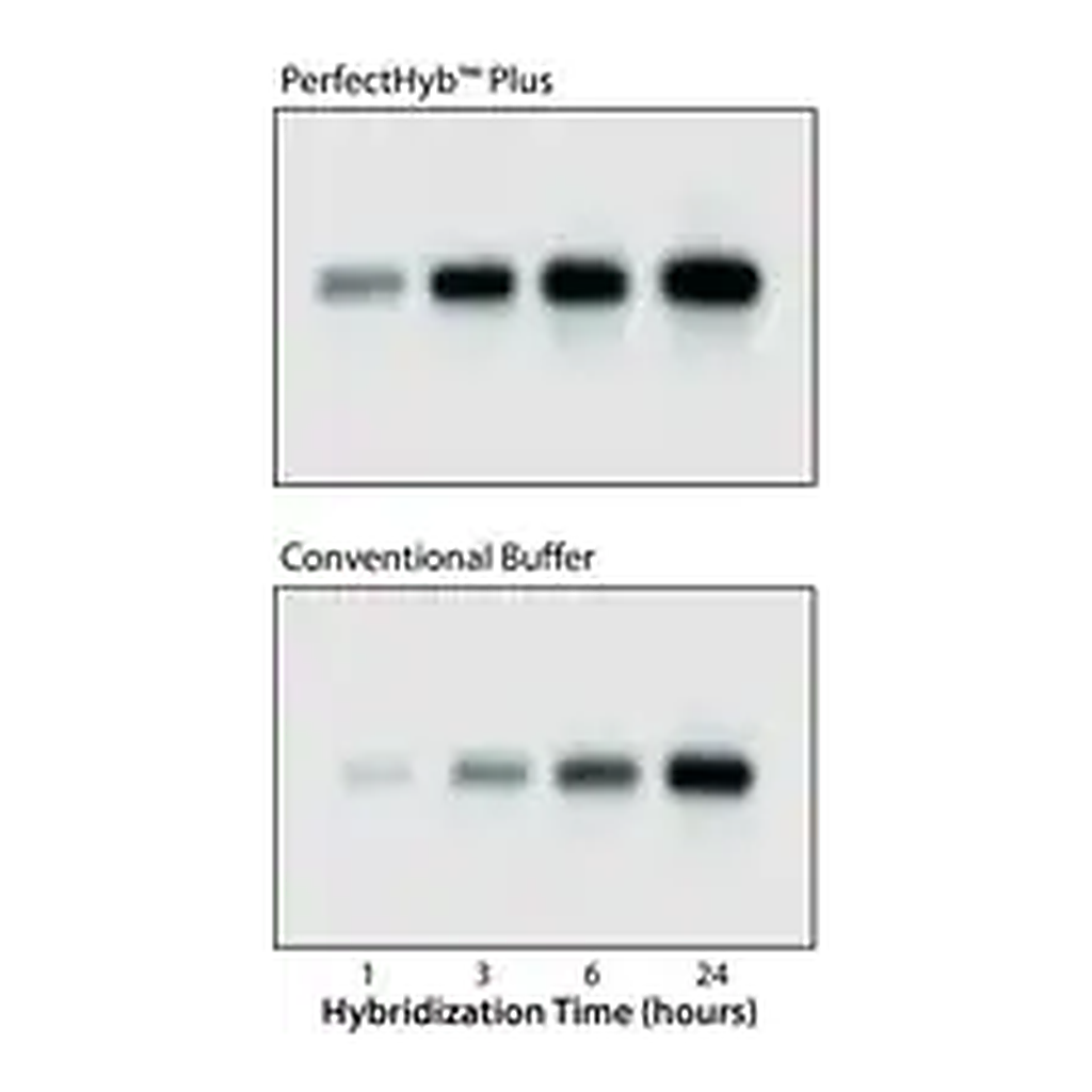 Merck PerfectHyb Plus Hybridization Buffer