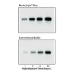 Merck PerfectHyb Plus Hybridization Buffer