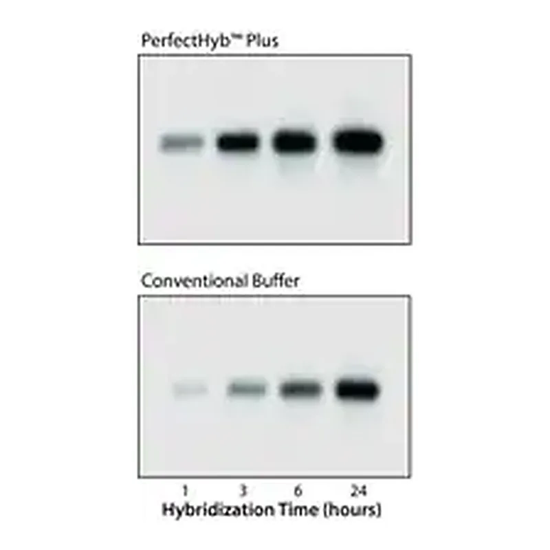 Merck PerfectHyb Plus Hybridization Buffer