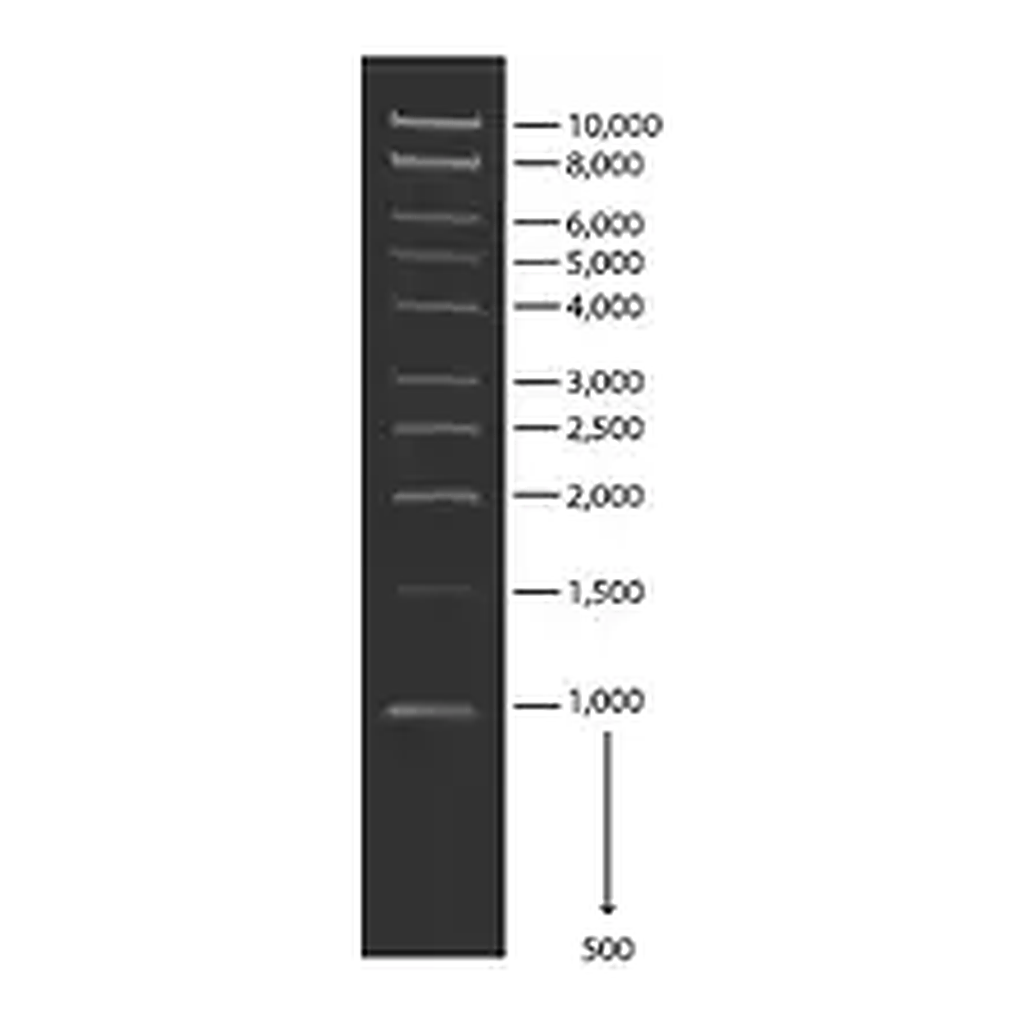 Merck 1 kb DNA Ladder