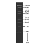 Merck 1 kb DNA Ladder